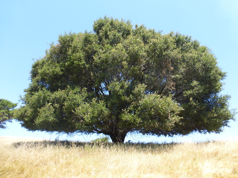 Oak Tree