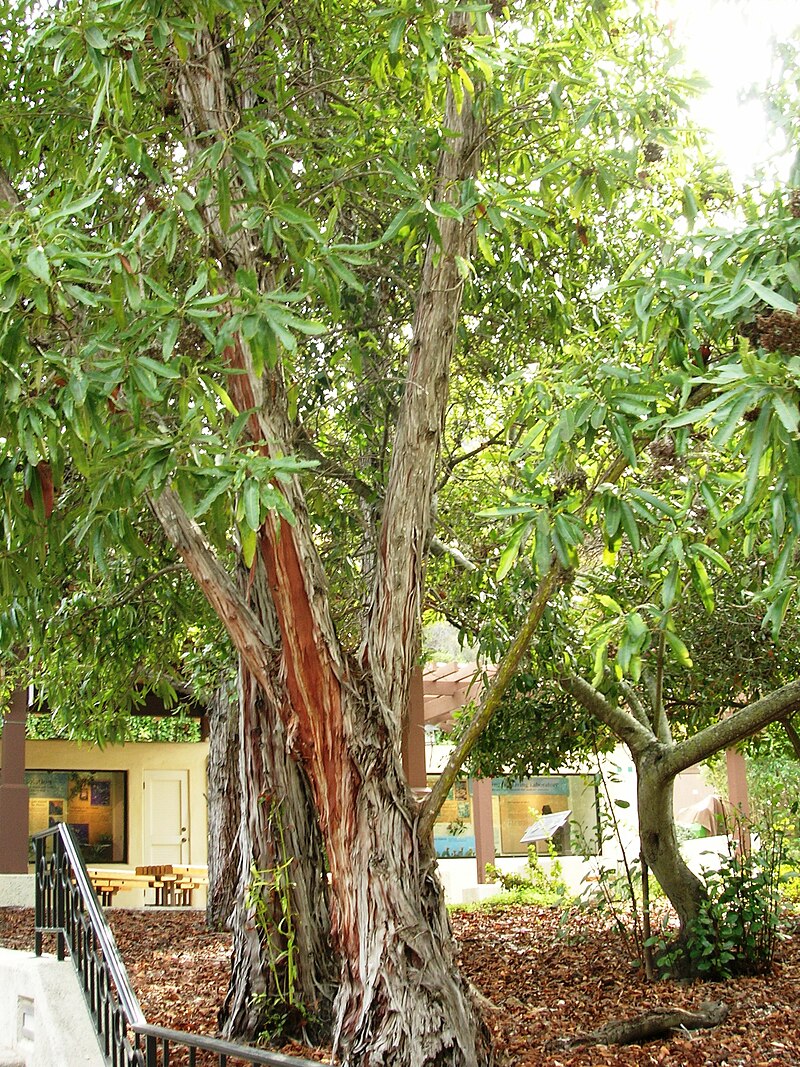 Island Ironwood Tree