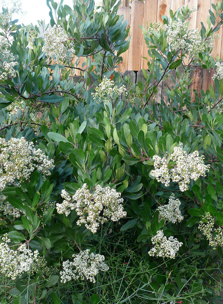 Toyon Tree