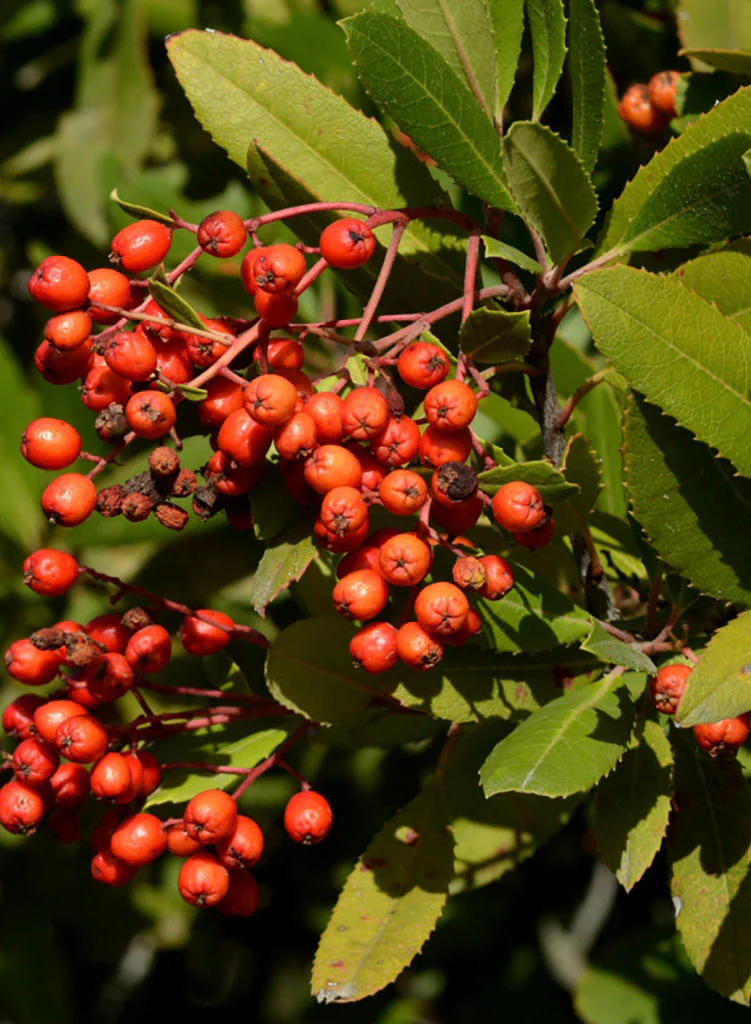 Toyon Tree Detail