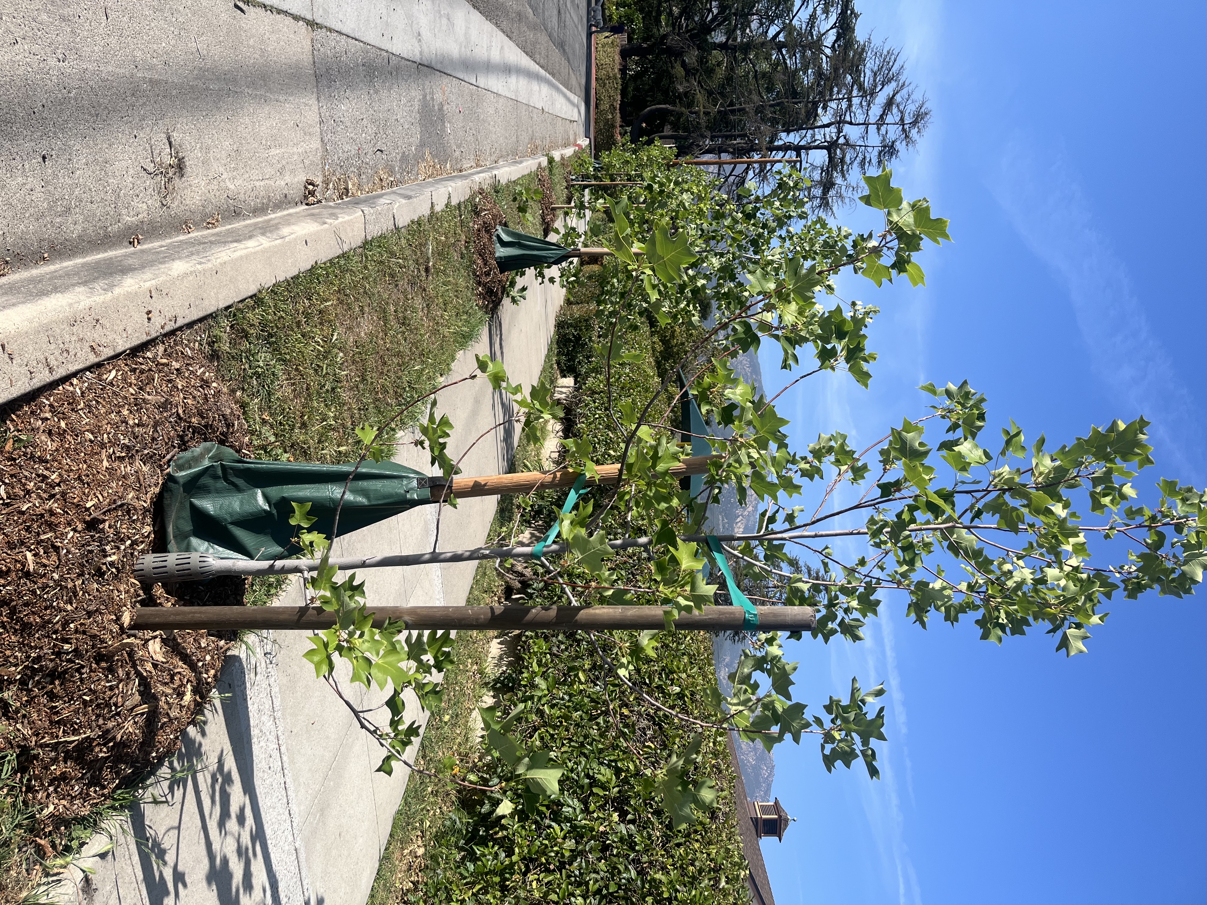 Street Tree with Gator bag