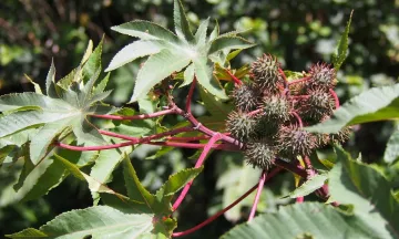 Castor Bean