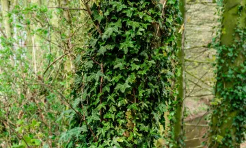 English Ivy