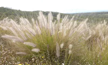 Fountain Grass