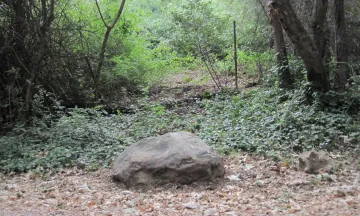 Trees along a creek in Santa Barbara