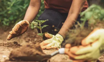 Stock image close up of someone planting a tree.