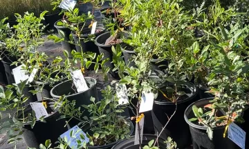 photo of an assortment of native trees 