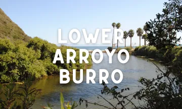 Arroyo Burro Estuary in Santa Barbara with plants in foreground and palm trees and beach in background, with white text overlaid "Lower Arroyo Burro"