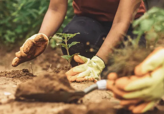 Stock image close up of someone planting a tree.