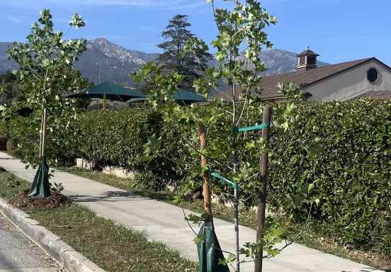Street Trees with a blue sky
