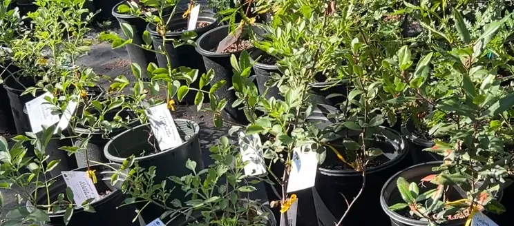 photo of an assortment of native trees 