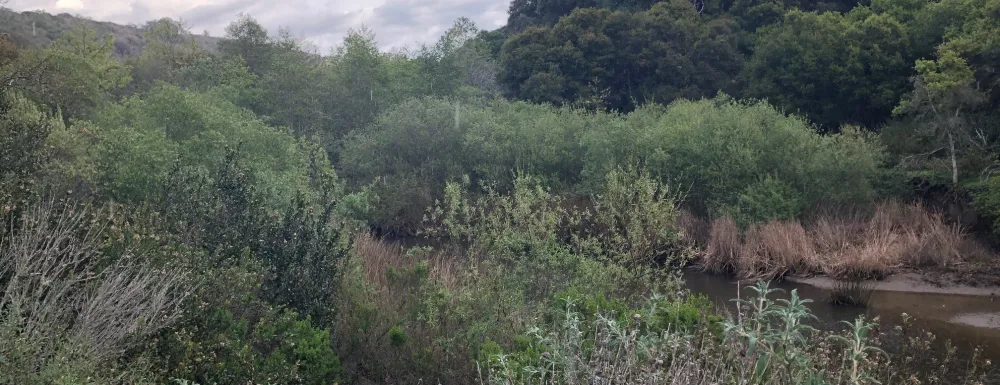 Native plants and trees surround the Arroyo Burro Estuary.