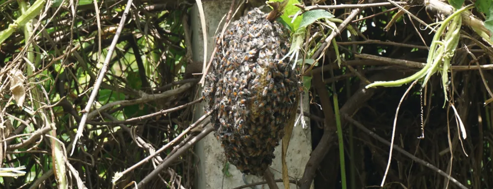 This image shows a bee hive 