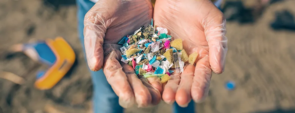 Stock image of close up of a person's gloved hands holding an assortment of microplastic pieces, with a beach cleanup taking place in the background.