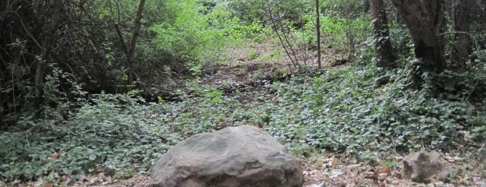 Trees along a creek in Santa Barbara