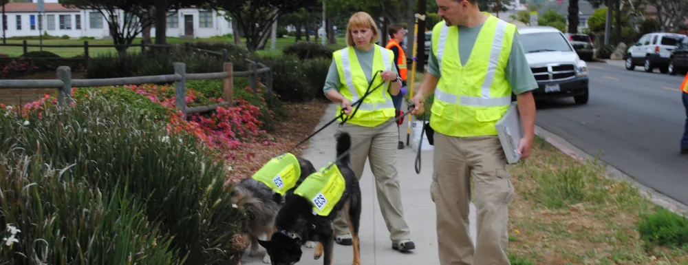Environmental Canine Services staff and dogs Sable and Logan investigate storm drains