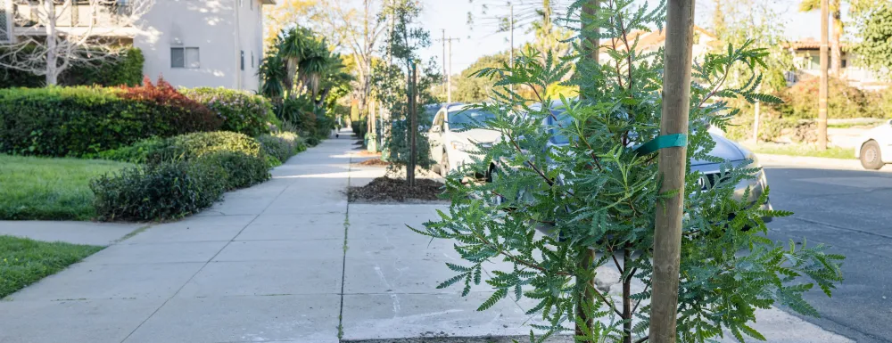A recently Catalina Ironwood planted in a new tree basin 