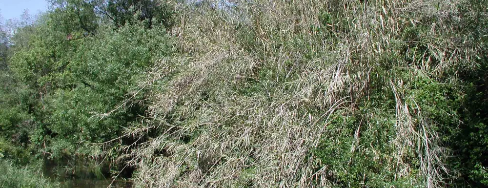 Invasive Arundo donax (giant reed) in a Santa Barbara creek.