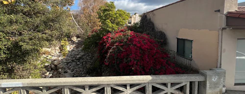 Mission Creek at De La Vina with overgrown vegetation encompassing a City building.