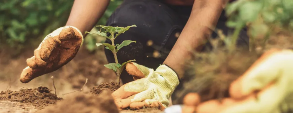 Stock image close up of someone planting a tree.