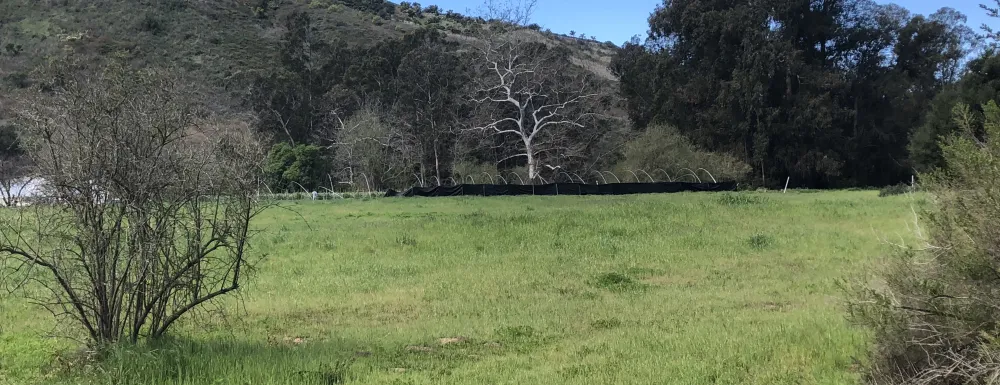 Grassy field and trees at the Palermo Open Space