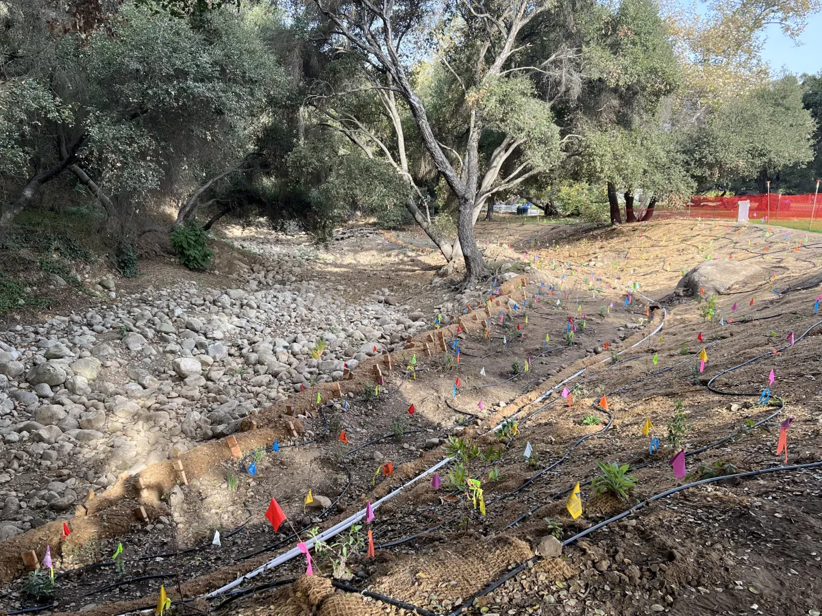 Mission Creek Restoration at Oak Park, creek bank and flags marking plants