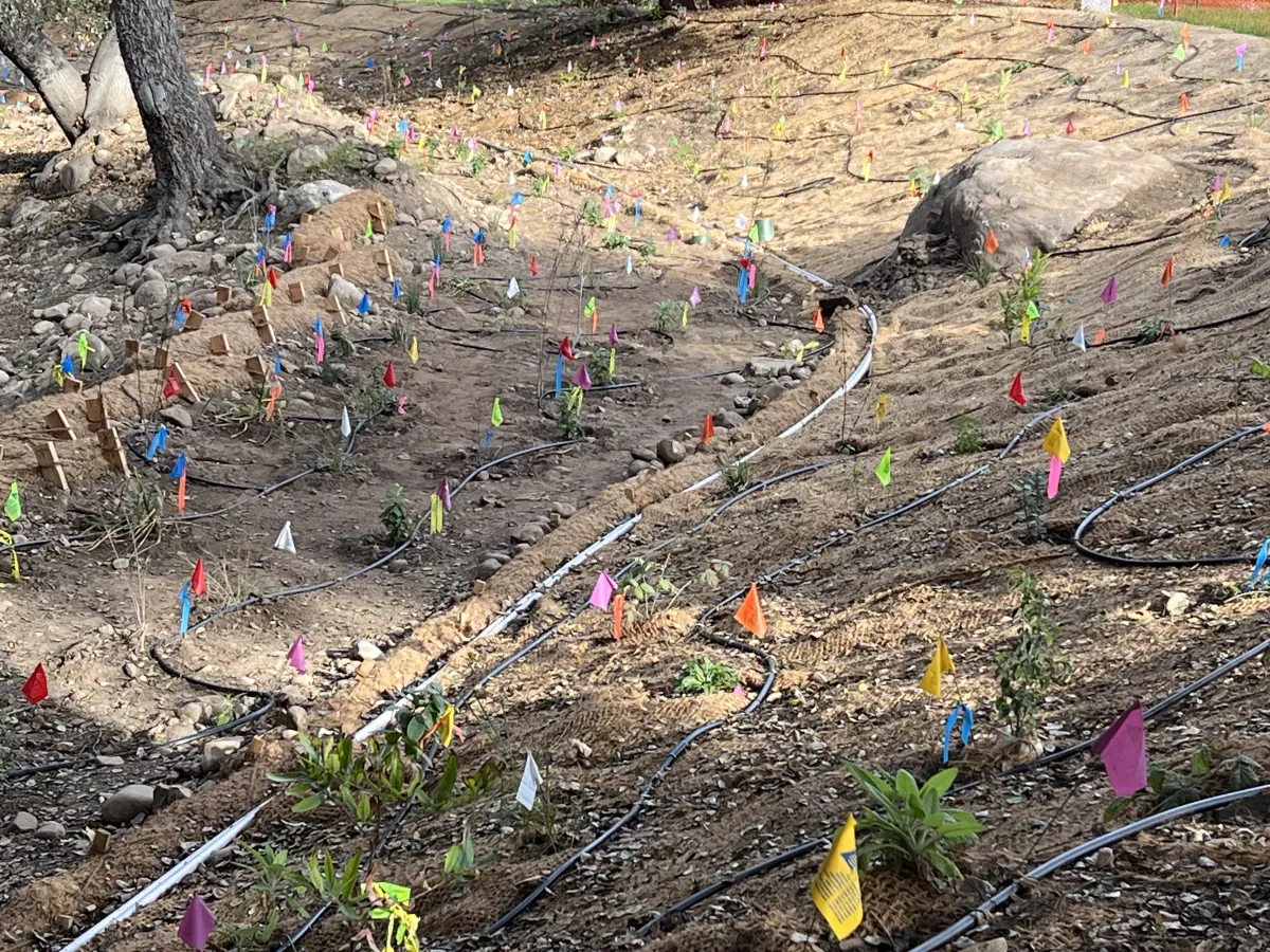 Mission Creek Restoration at Oak Park, creek bank with flags marking plants