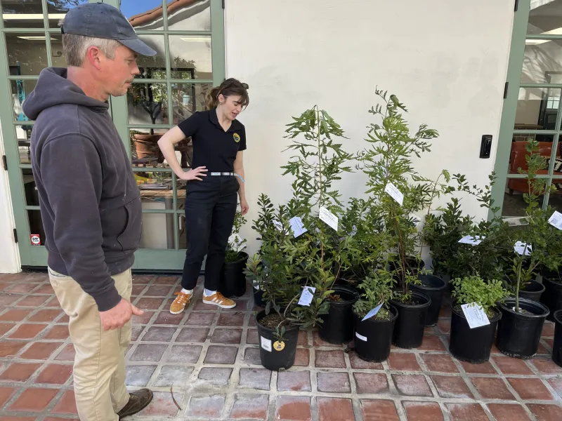A community member inspects trees at the Santa Barbara Community Tree Program tree pickup event
