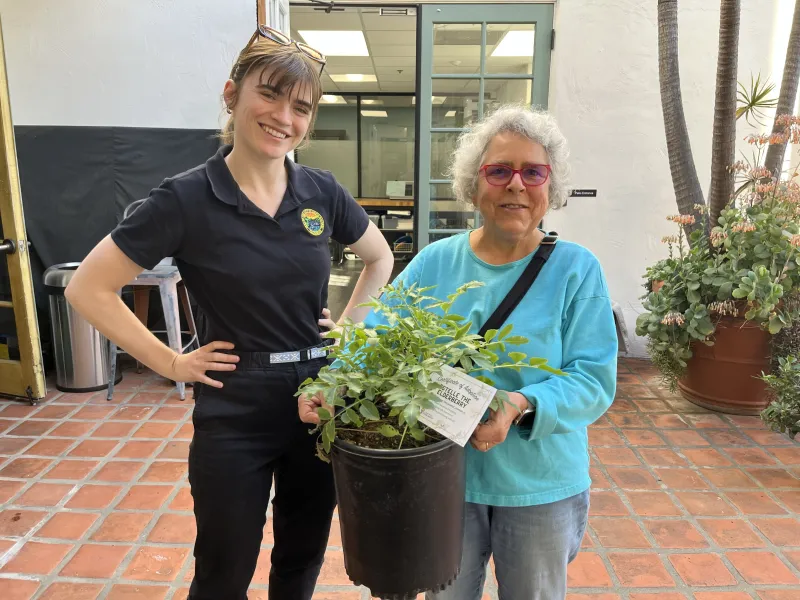 A community member picks up a tree from City staff through the Santa Barbara Clean Energy Community Tree Program