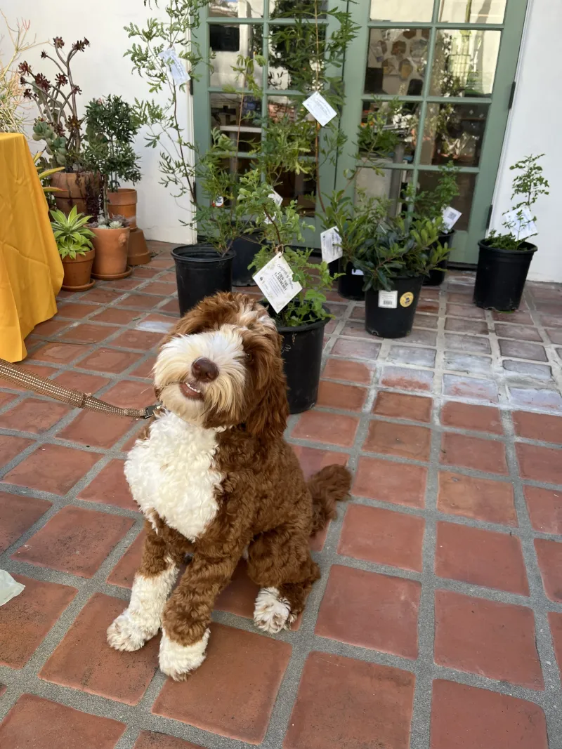 A happy dog at the Santa Barbara Clean Energy Community Tree Program pickup event