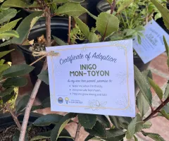 Photo of a Santa Barbara Clean Energy Community Tree Program tree adoption certificate with the name "Inigo Mon-Toyon"