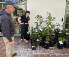 A community member inspects trees at the Santa Barbara Community Tree Program tree pickup event