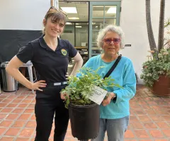 A community member picks up a tree from City staff through the Santa Barbara Clean Energy Community Tree Program