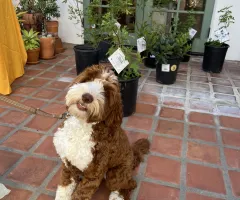 A happy dog at the Santa Barbara Clean Energy Community Tree Program pickup event