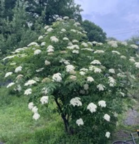 Elderberry Tree