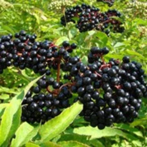 Elderberries
