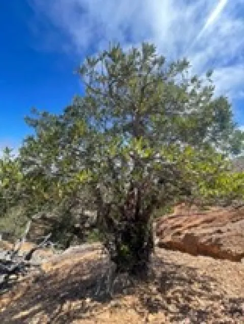 Ironwood Tree