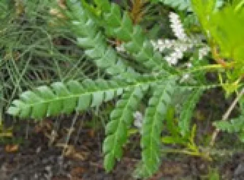 Ironwood Tree Leaf