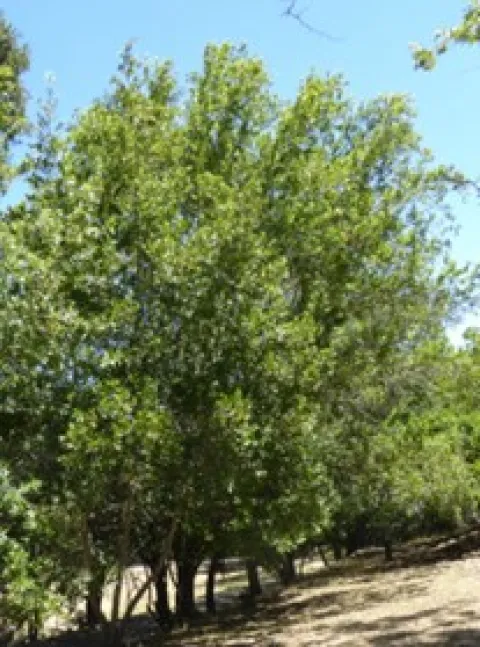 Laurel Tree
