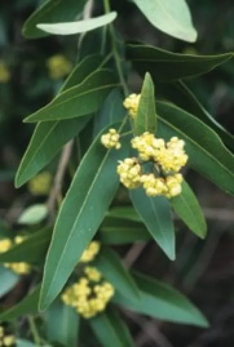Laurel Leaves
