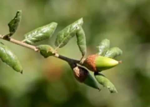 Oak Leaves