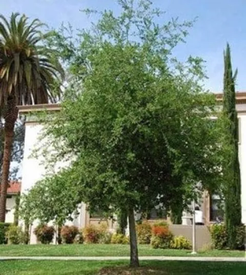 Oak Tree