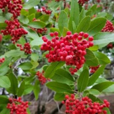 Toyon Tree Detail