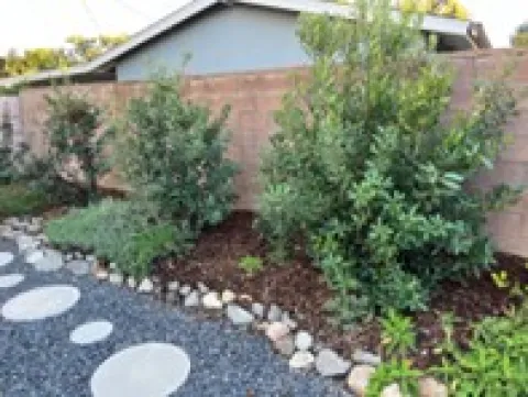 Toyon Tree