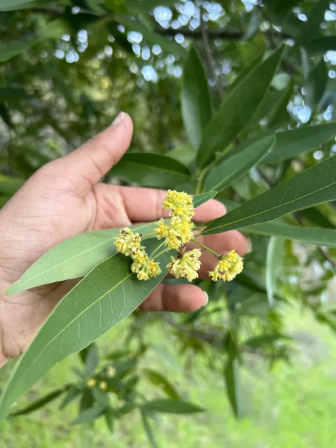 Bay Laurel Leaves