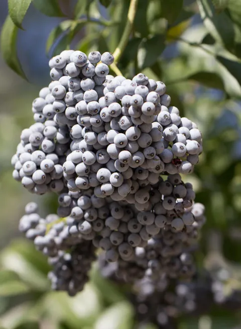 Elderberries