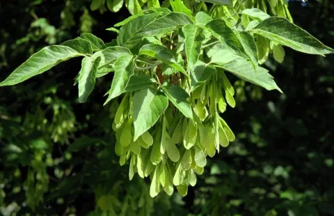 Box elder tree leaves