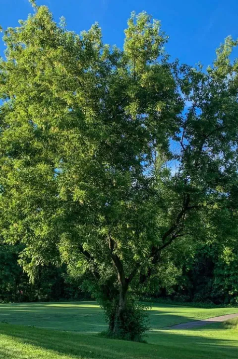 Box elder tree with blue sky behind and grass below