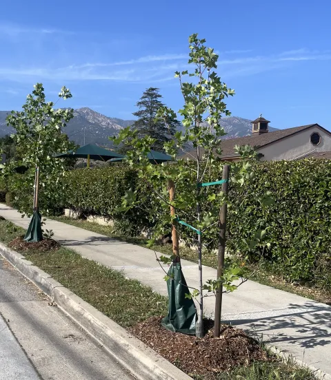 Street Trees with a blue sky