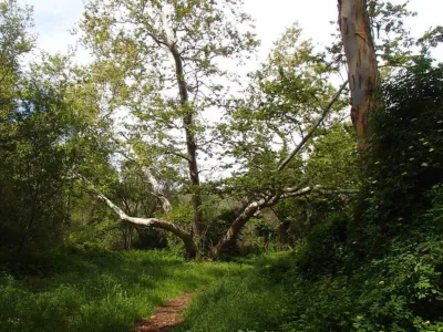 Western Sycamore Tree located in the creek bed